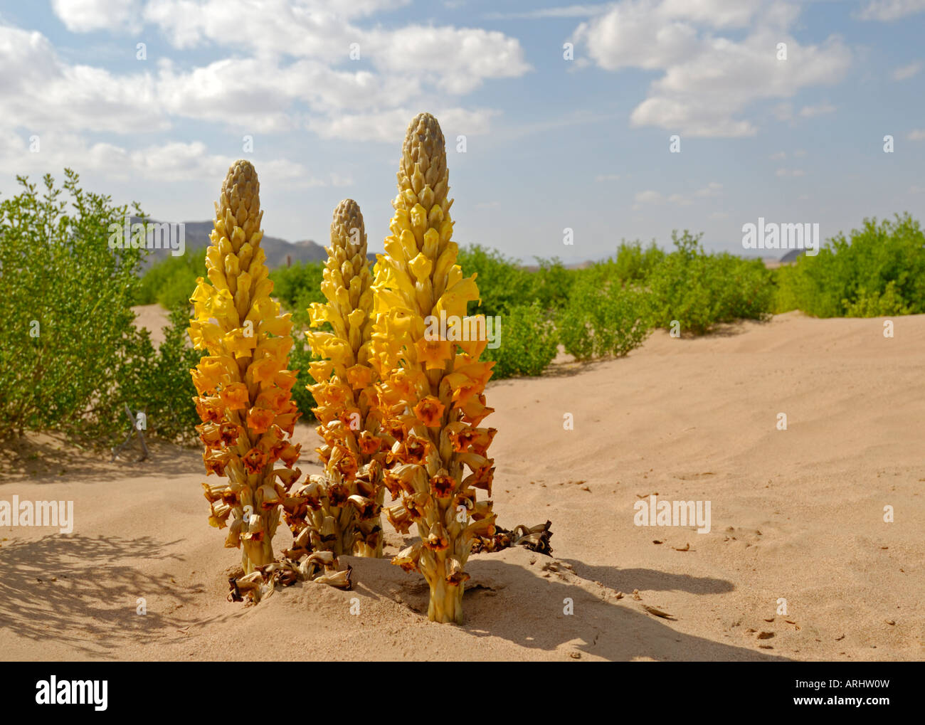 Desert hyacinth, Cistanche tubulosa, growing in scrub desert, Oman Stock Photo