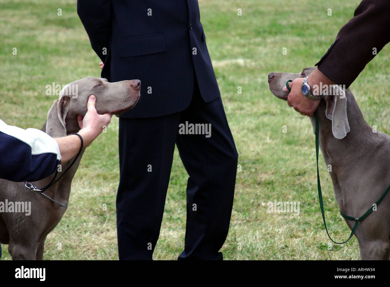 dog owners at three counties dog show malvern worcestershire UK dogs being judged Stock Photo