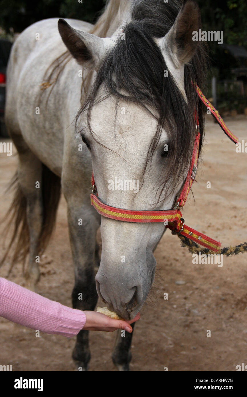 Spanish-bred mare eating bread Stock Photo