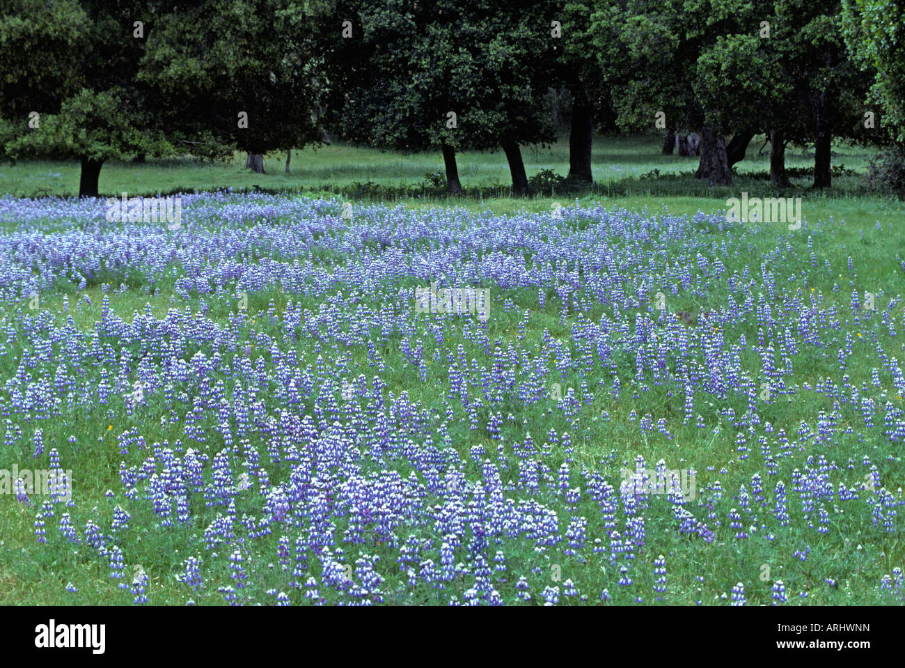 Purple Flowers Monterey High Resolution Stock Photography And Images Alamy
