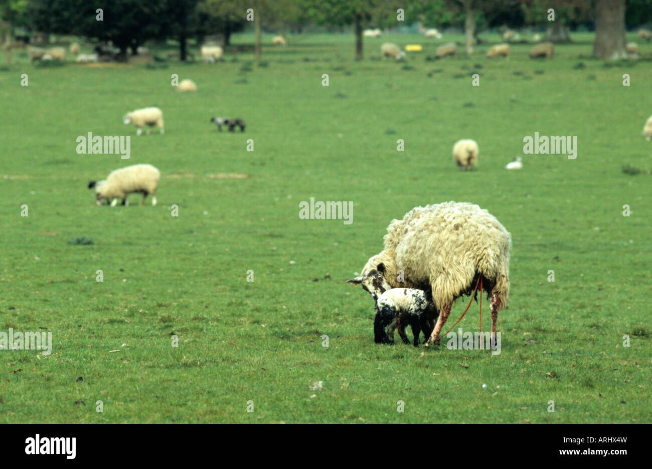 Sheep Having Just Given Birth To Lamb in the english countryside Stock Photo