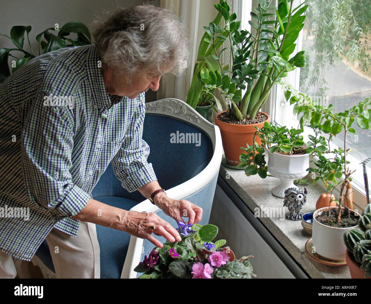 old woman caring for flowers topped plants at home in her flat Stock Photo