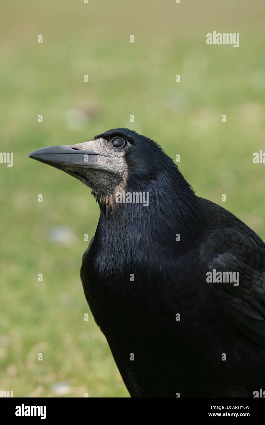 Rook Corvus frugilegus Stock Photo - Alamy