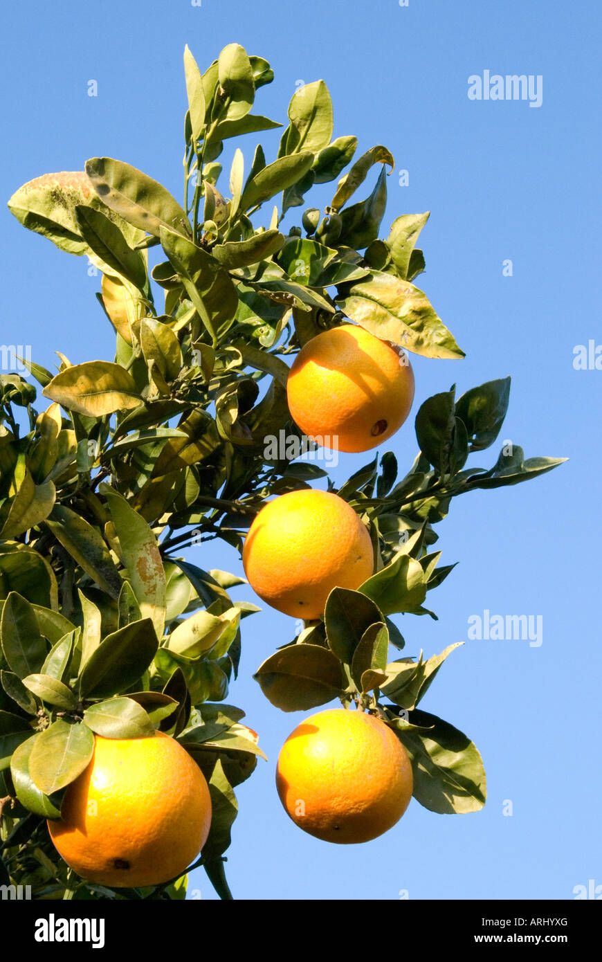 Oranges growing on a tree, Valencia, Spain Stock Photo Alamy