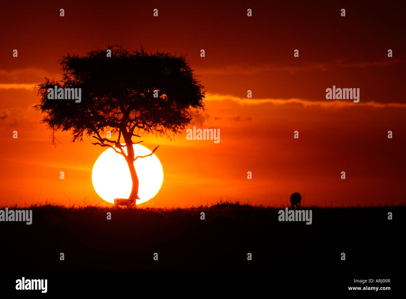 Masai Mara Sunset With Two Gazelles & Acacia Tree Silhouetted, Kenya ...