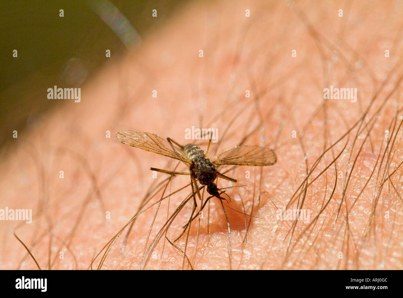 Stechmücke auf der Haut mosquito gnat on human skin Stock Photo