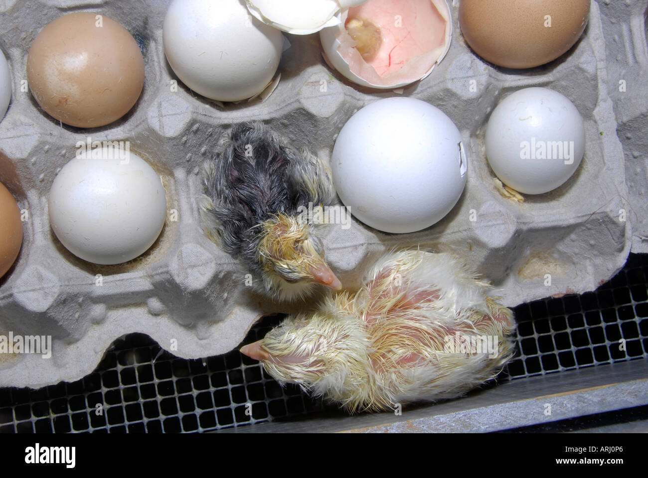 The hatching of an egg and a baby chicken being born is demonstrated at the Michigan State Fair in Detroit Michigan MI Stock Photo