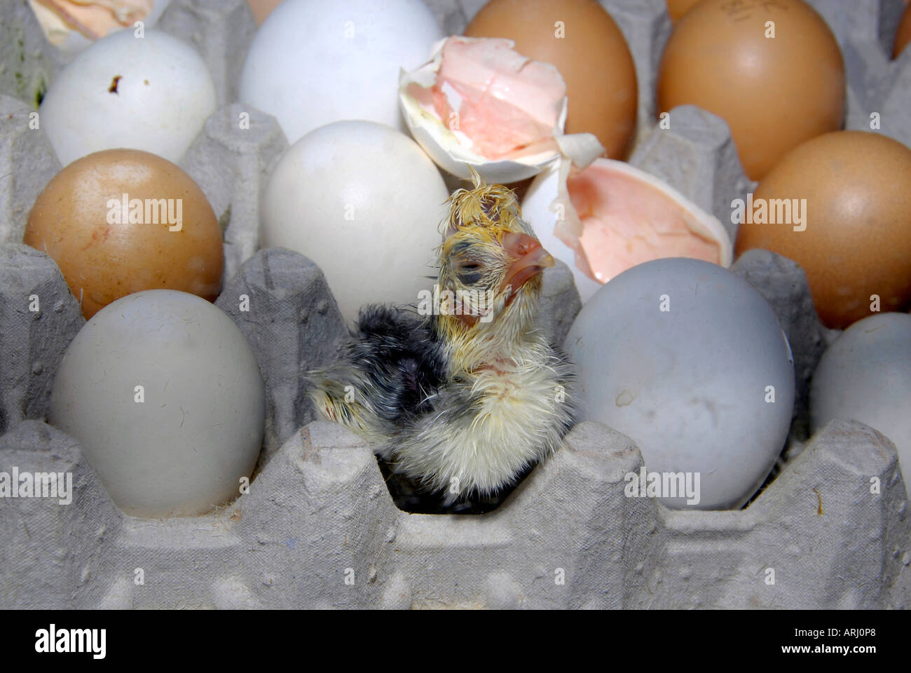 The hatching of an egg and a baby chicken being born is demonstrated at the Michigan State Fair