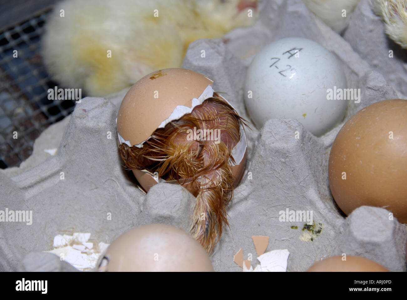 The hatching of an egg and a baby chicken being born is demonstrated at the Michigan State Fair in Detroit Michigan MI Stock Photo