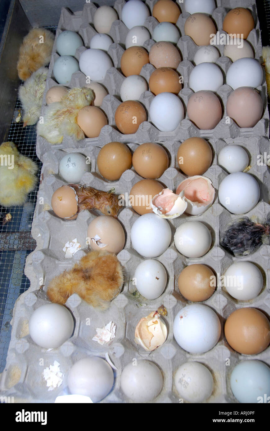 The hatching of an egg and a baby chicken being born is demonstrated at the Michigan State Fair