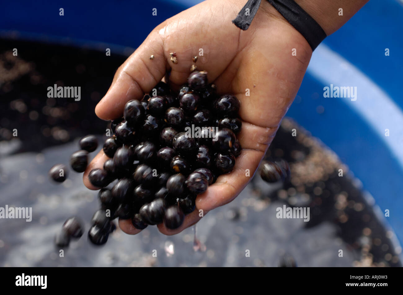 Sampling consistency of acai berries soaking in water in a blue plastic bowl Stock Photo