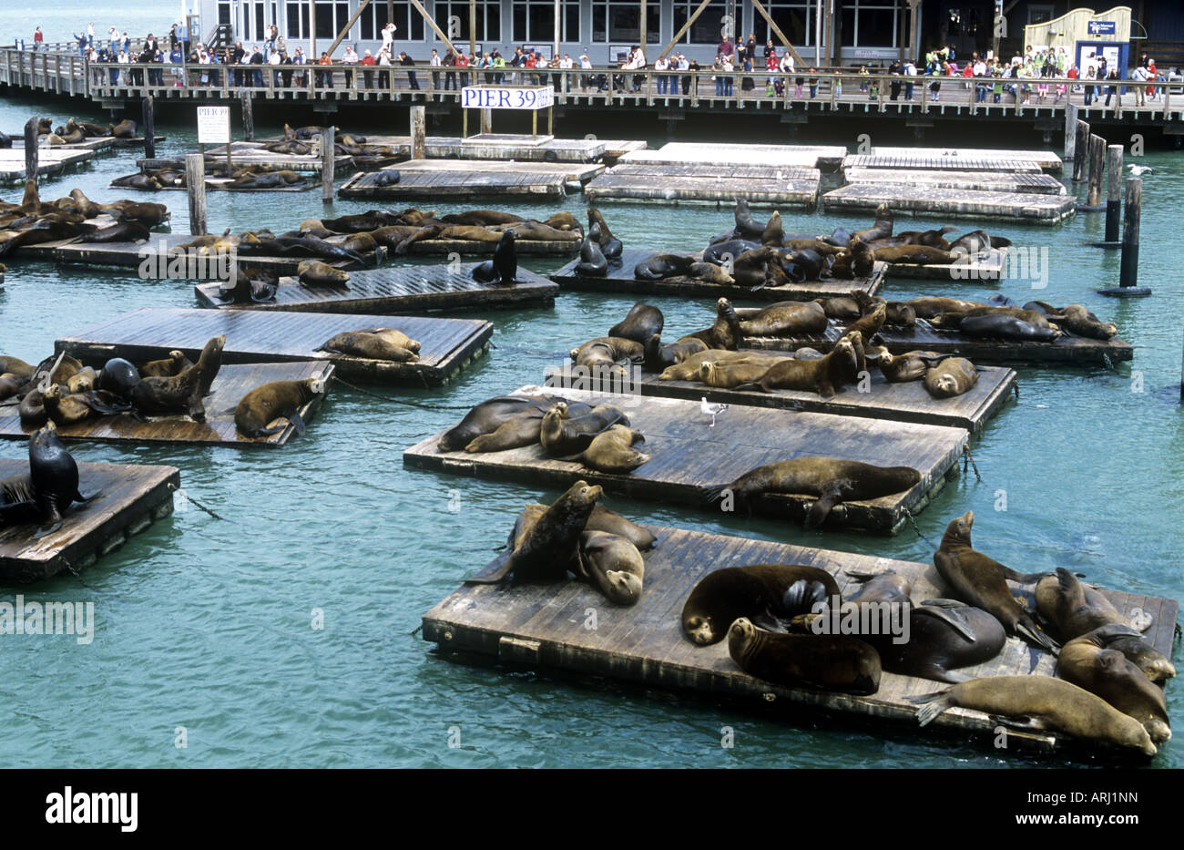 tourists watch sealions at Pier 49 Fishermans Wharf San Francisco Stock Photo