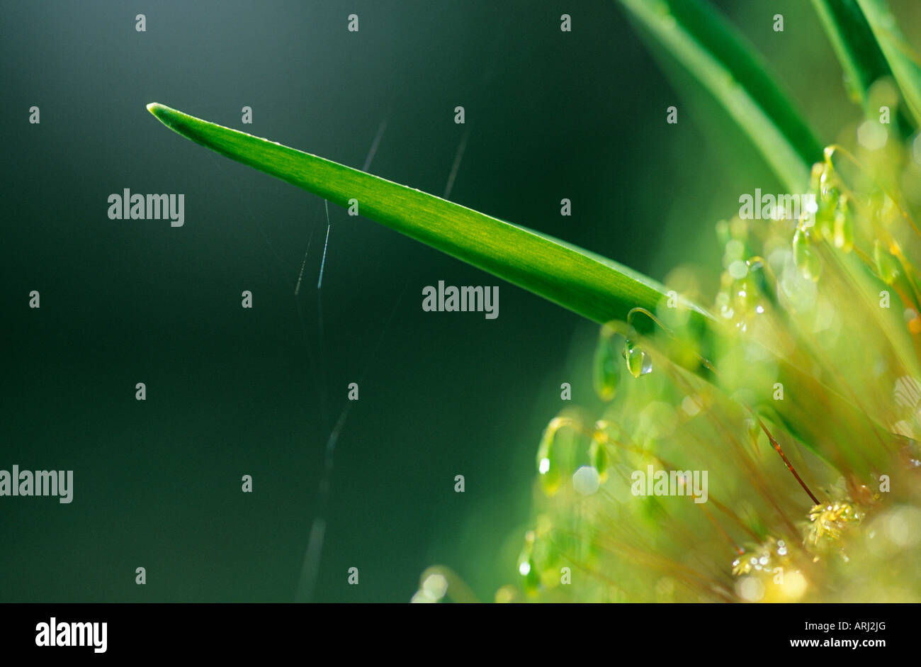 Close-up of bluebell leaf Spring Kent England Stock Photo
