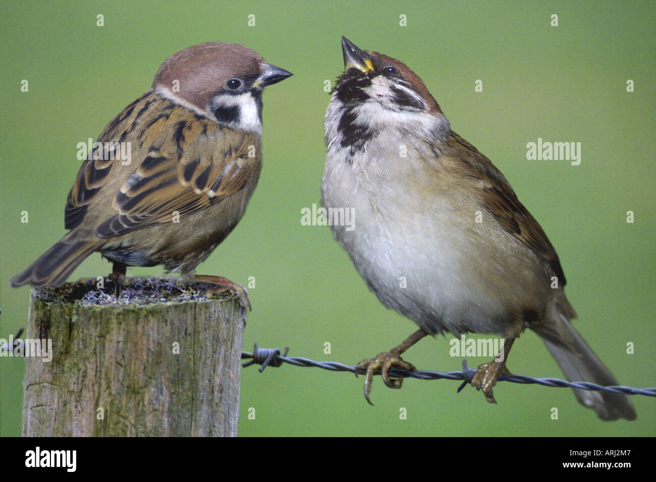 Passer domesticus males hi-res stock photography and images - Alamy