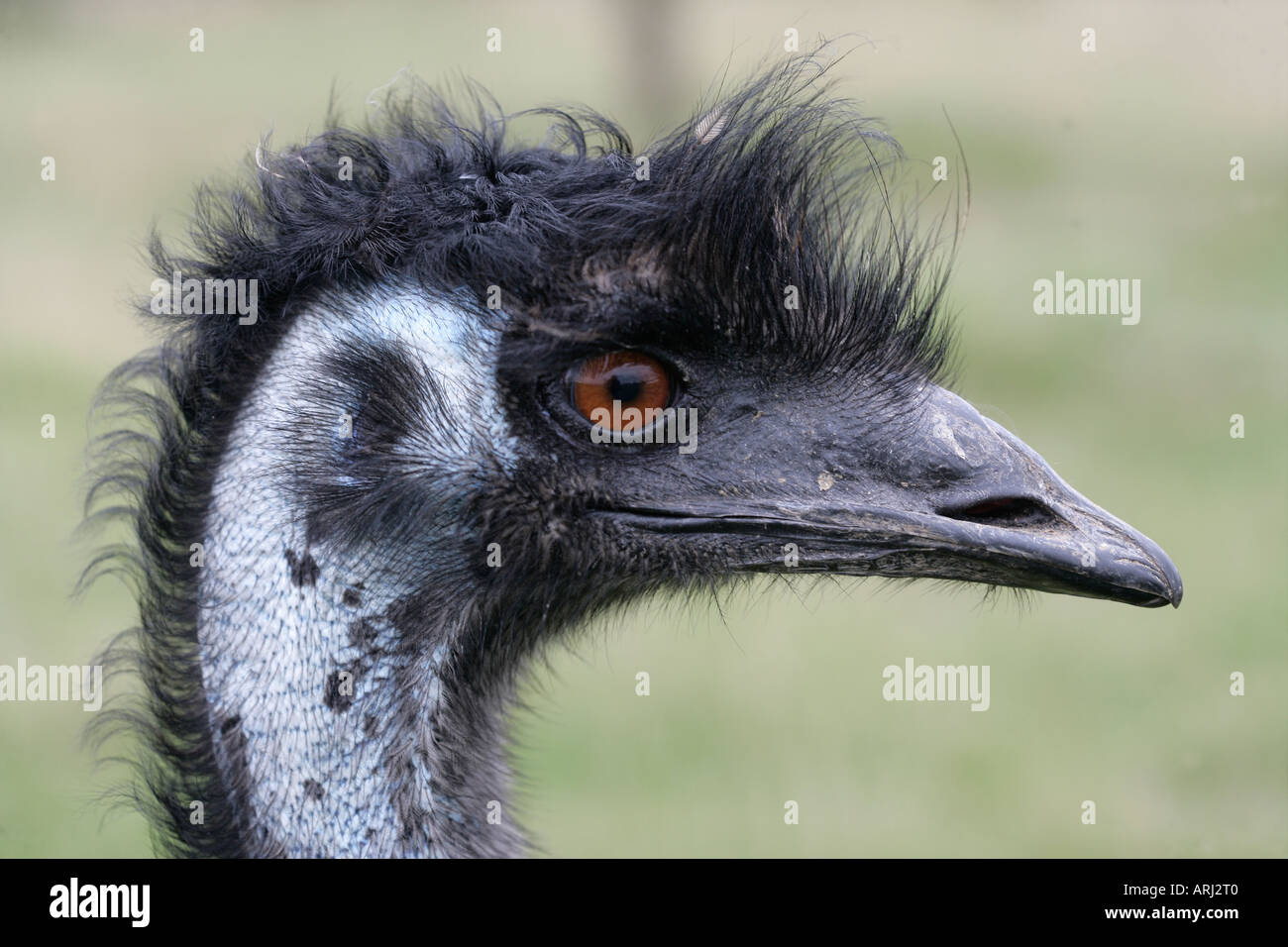 EMU Dromaius novaehollandiae Stock Photo