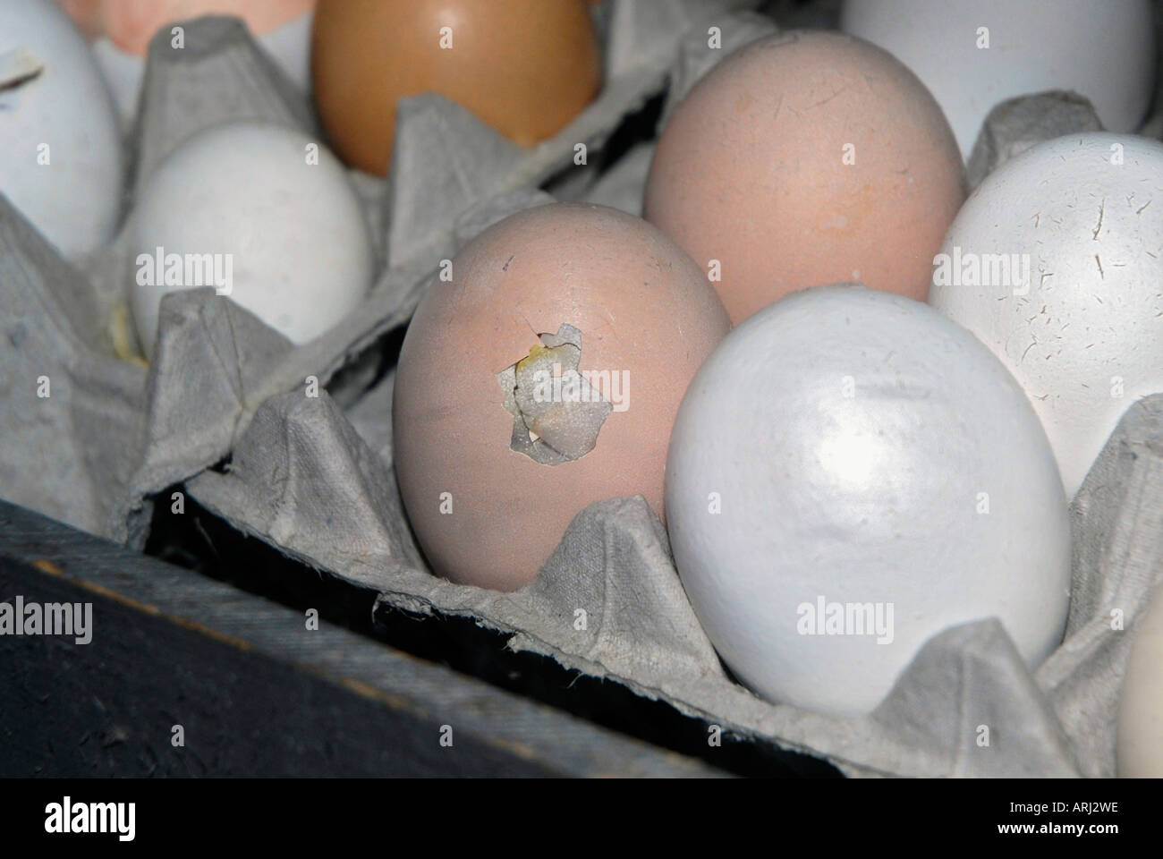 The hatching of an egg and a baby chicken being born is demonstrated at