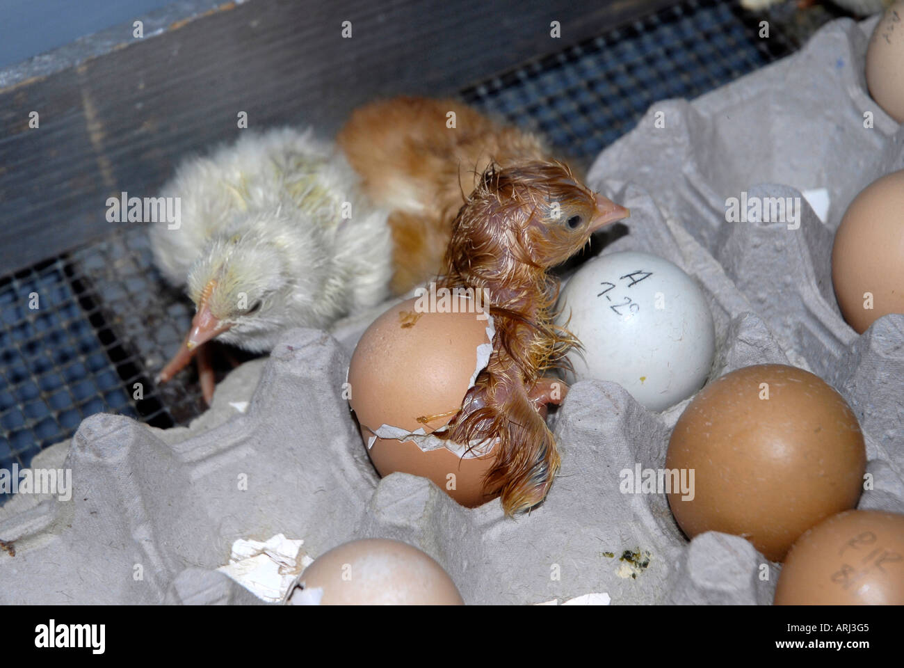 The hatching of an egg and a baby chicken being born is demonstrated at the Michigan State Fair