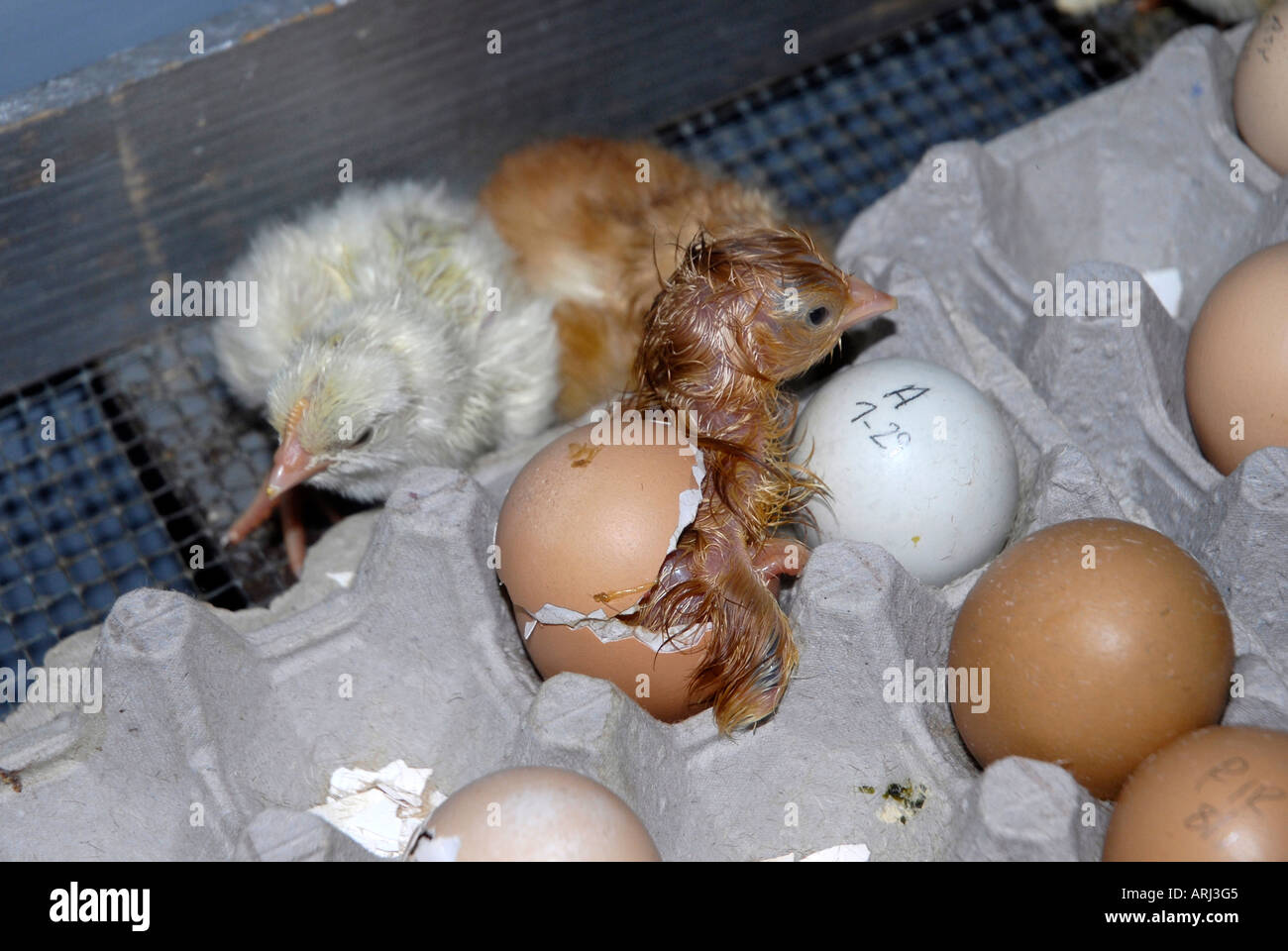 The hatching of an egg and a baby chicken being born is demonstrated at the Michigan State Fair in Detroit Michigan MI Stock Photo