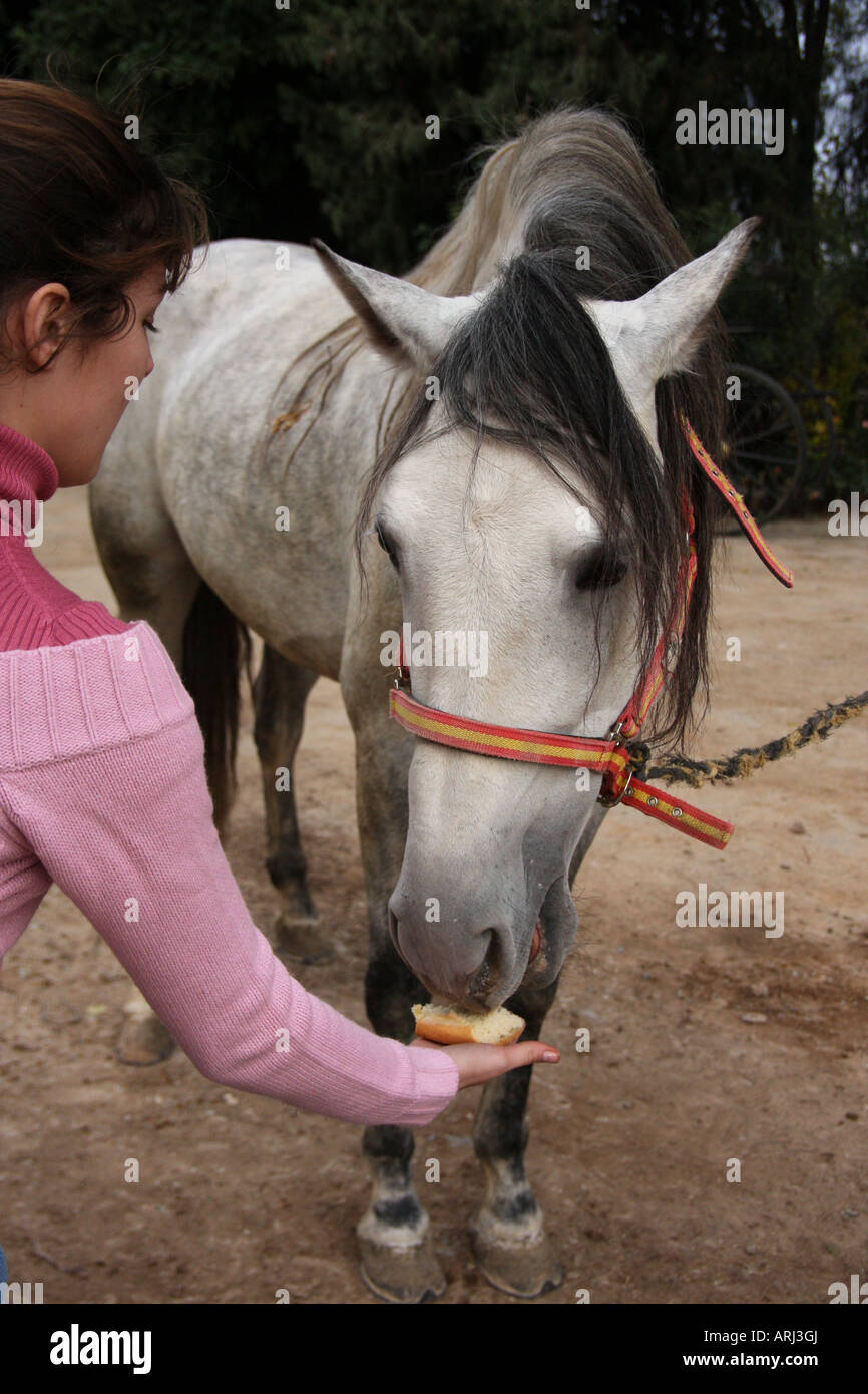 Woman feeding a pure Spanish-bred mare Stock Photo