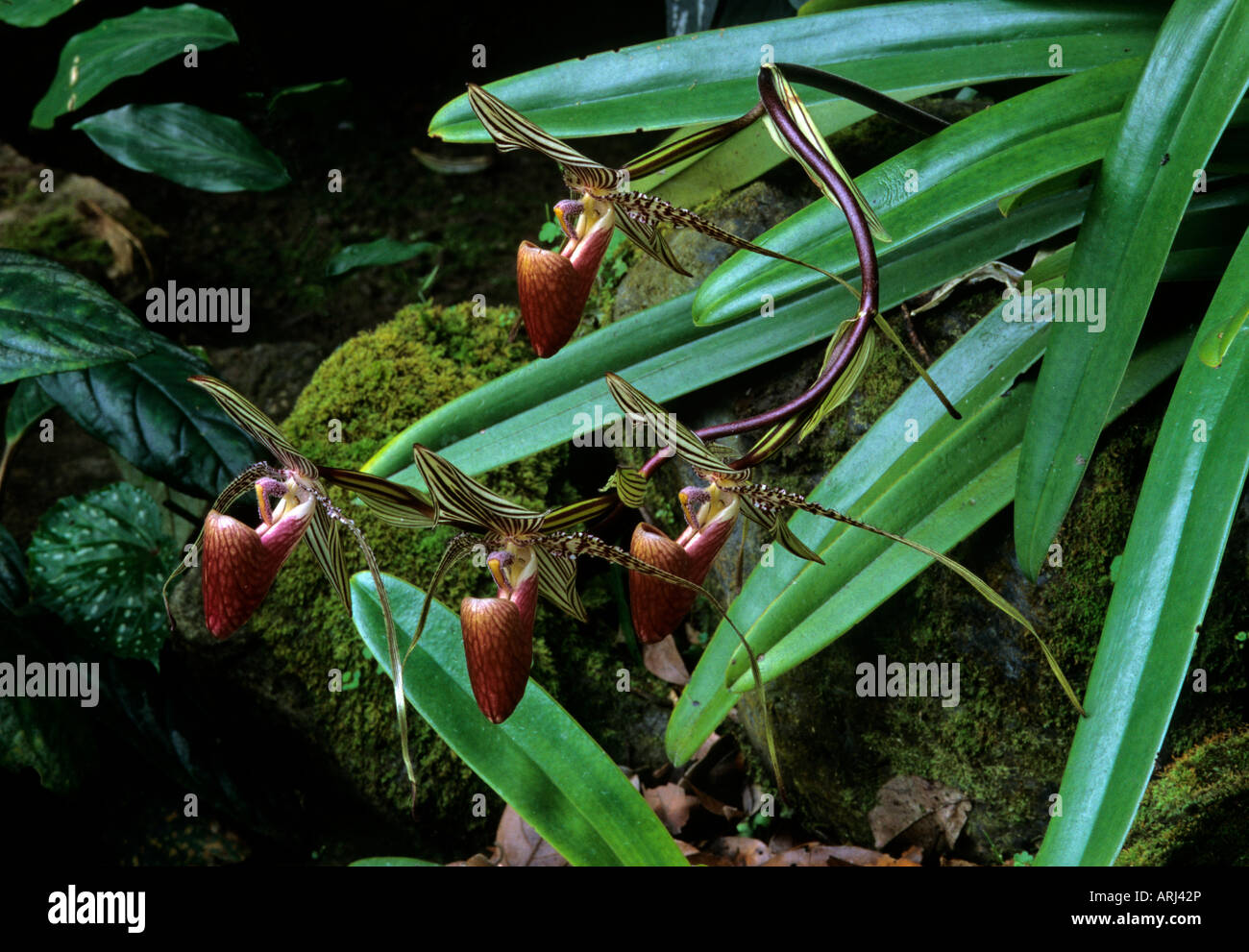 Rainforest Orchid Paphiopedilum rothschildianum Poring Hot Springs Sabah Malaysia Stock Photo