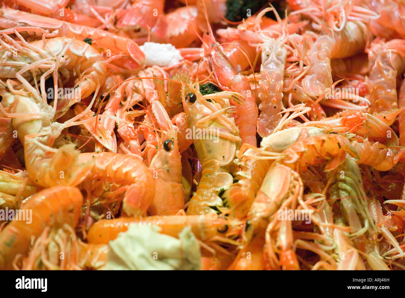 Cigala hi-res stock photography and images - Alamy