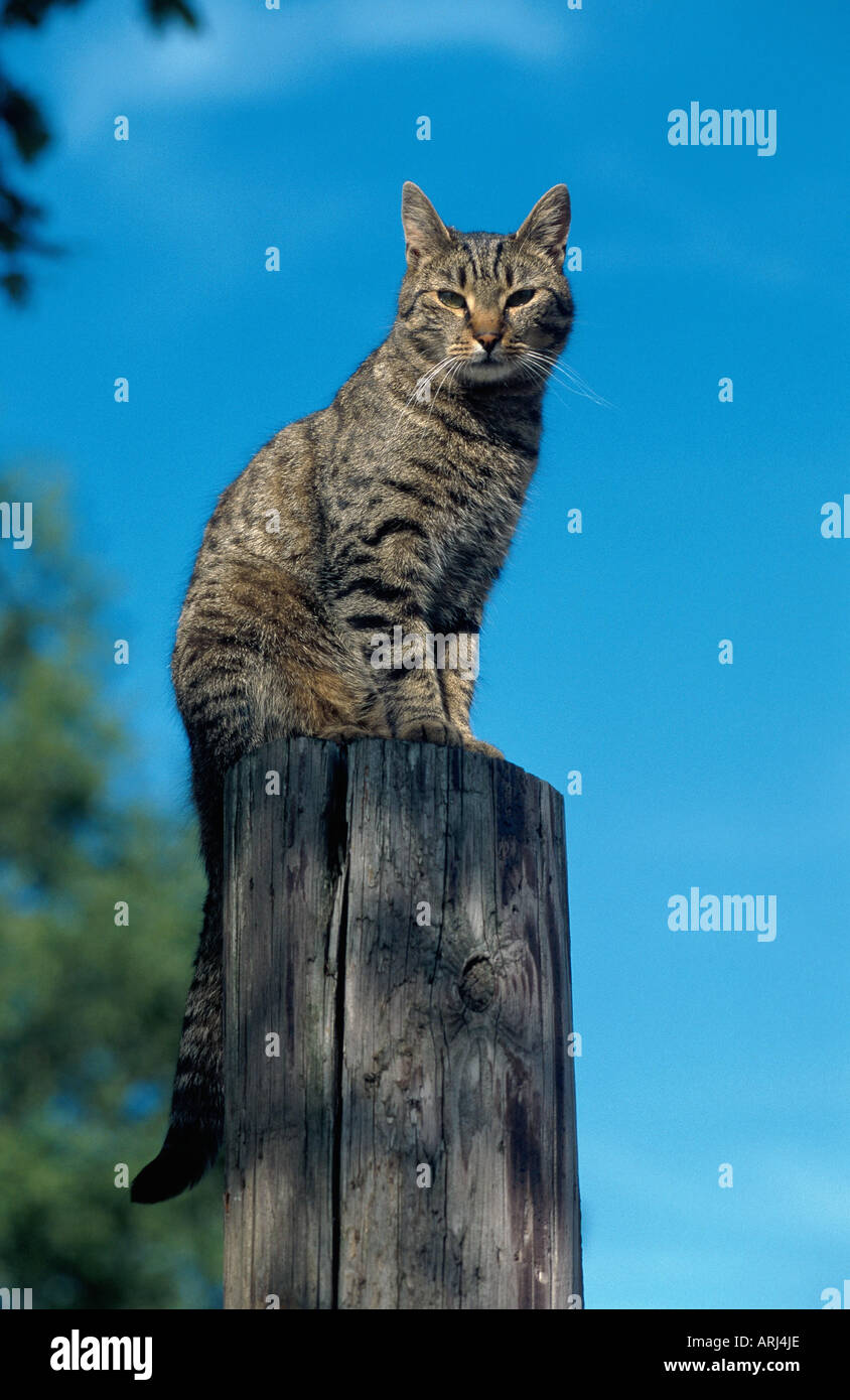 domestic cat (Felis silvestris f. catus), sitting on a fence post Stock ...