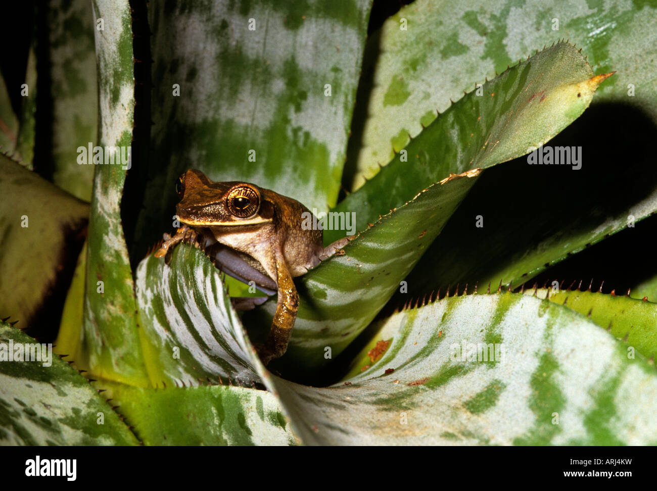 Amazon Rainforest. Laughing frog Osteocephalus sp. Stock Photo