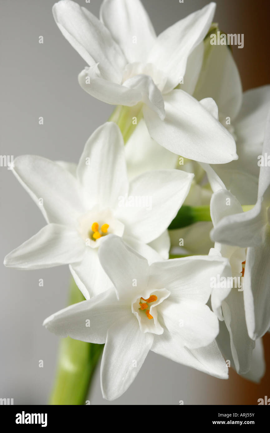 Closeup of white Narcissus Papyraceus Narcissi beautiful Spring flower flowers floral white background bouquet nobody vertical hi-res Stock Photo