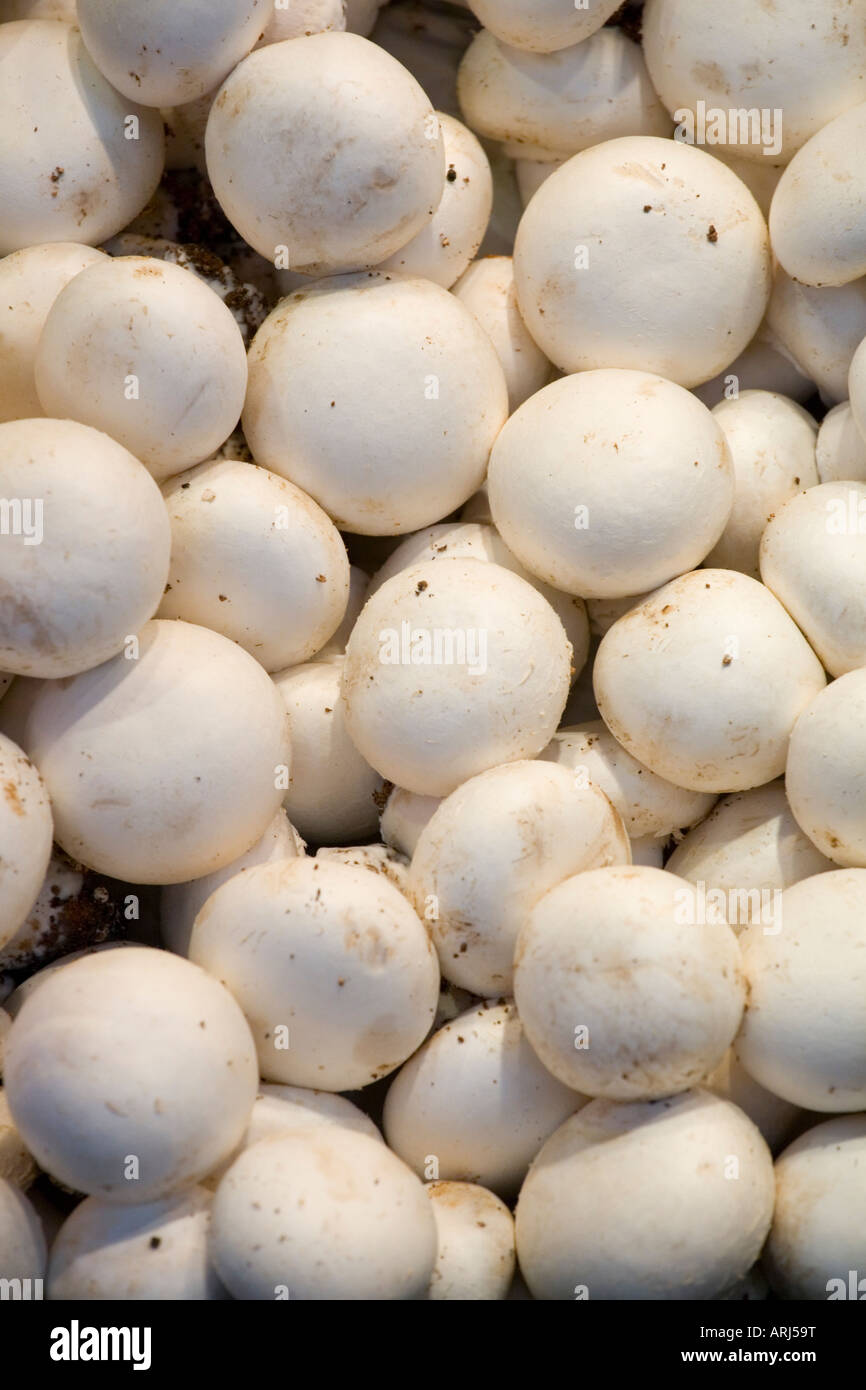 mushrooms in la boqueria market Stock Photo