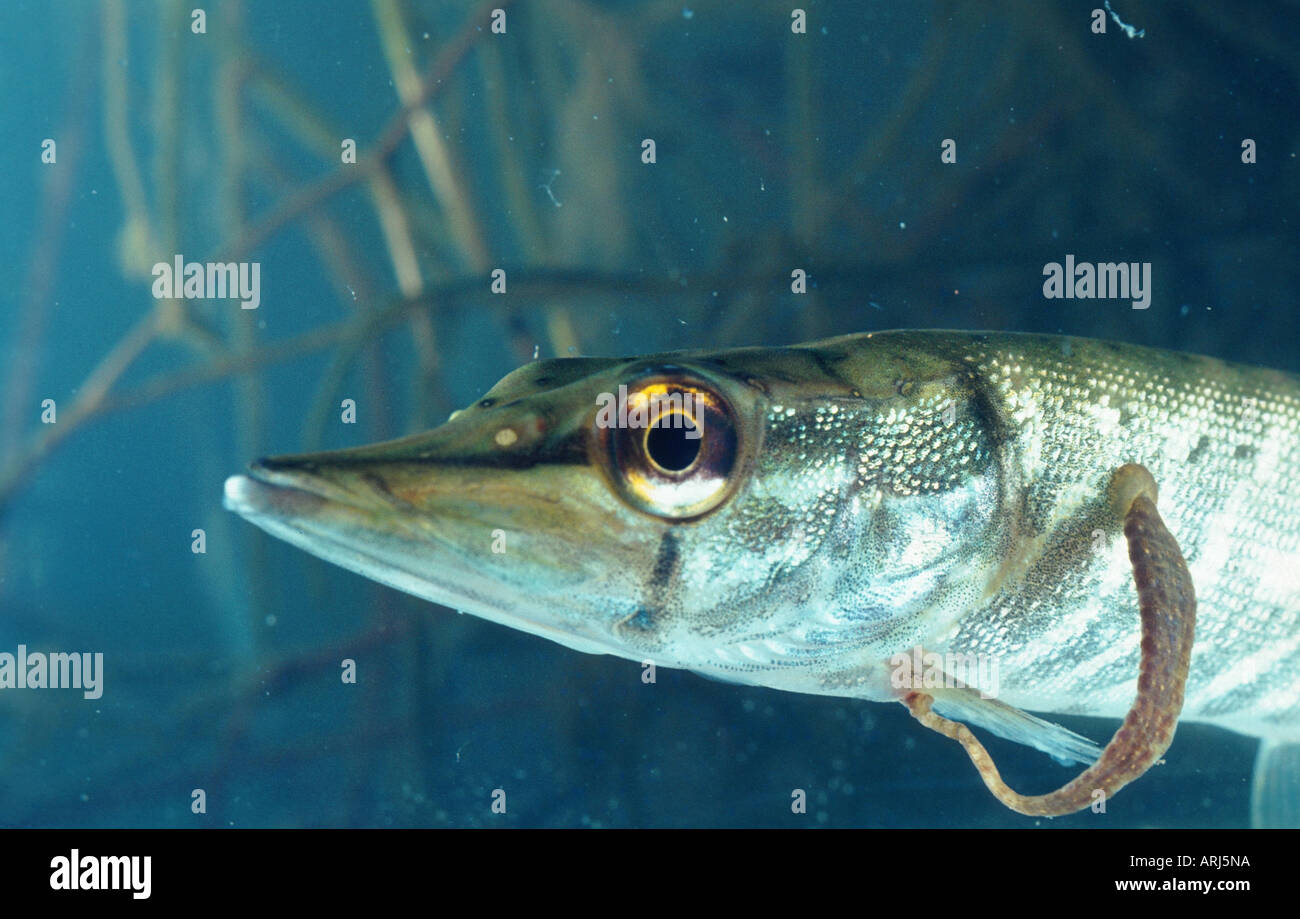 common fish leech, great tailed leech (Piscicola geometra), sucking at pike  Stock Photo - Alamy