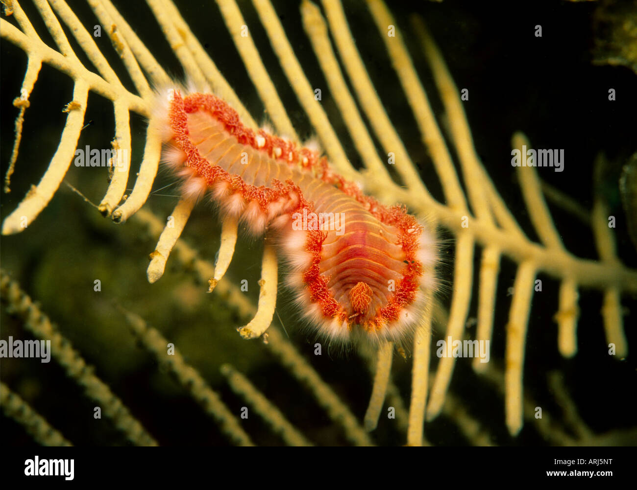Bearded Fireworm Hermodice carunculata Stock Photo - Alamy