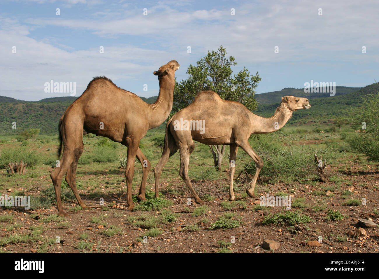 Dromader Savanna camel hi-res stock photography and images - Alamy