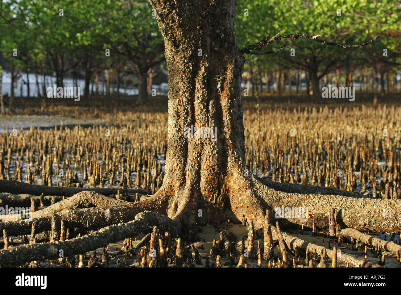 red mangrove (Rhizophora mangle), aerial roots at low tide, Kenya Stock