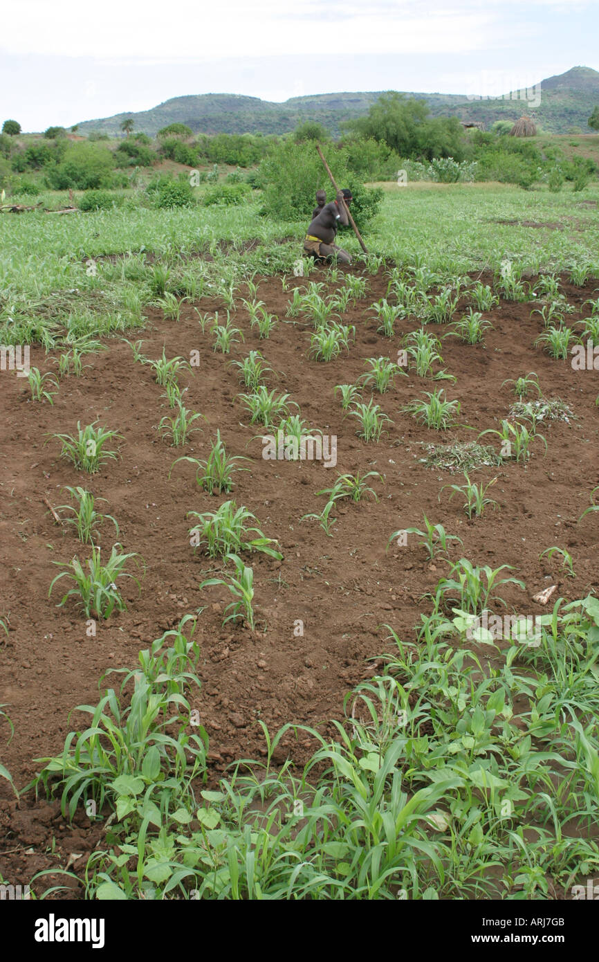 Sorghum field with young plants hi-res stock photography and images - Alamy