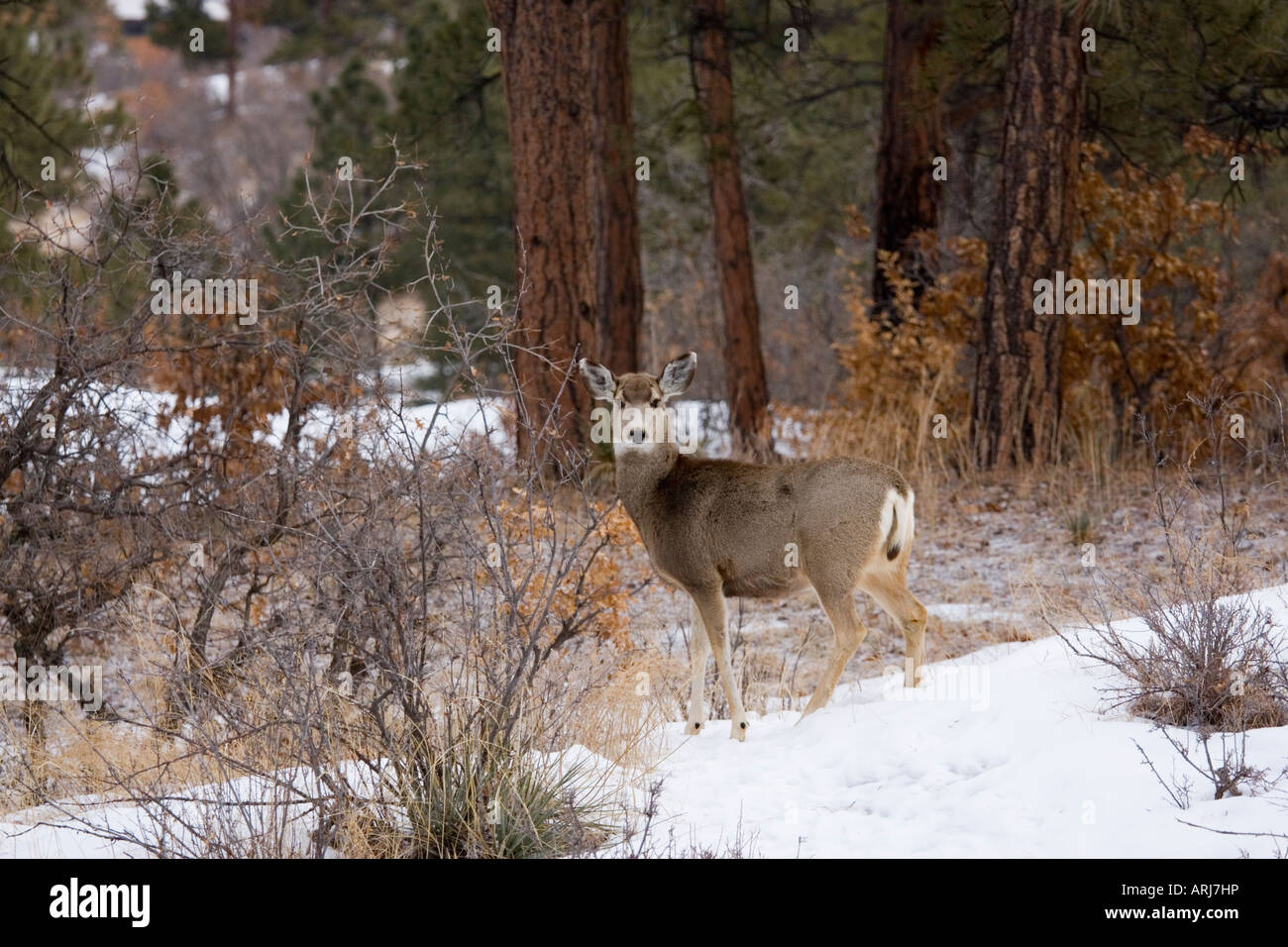 Mule deer in the Rocky Mountain Winter Stock Photo - Alamy