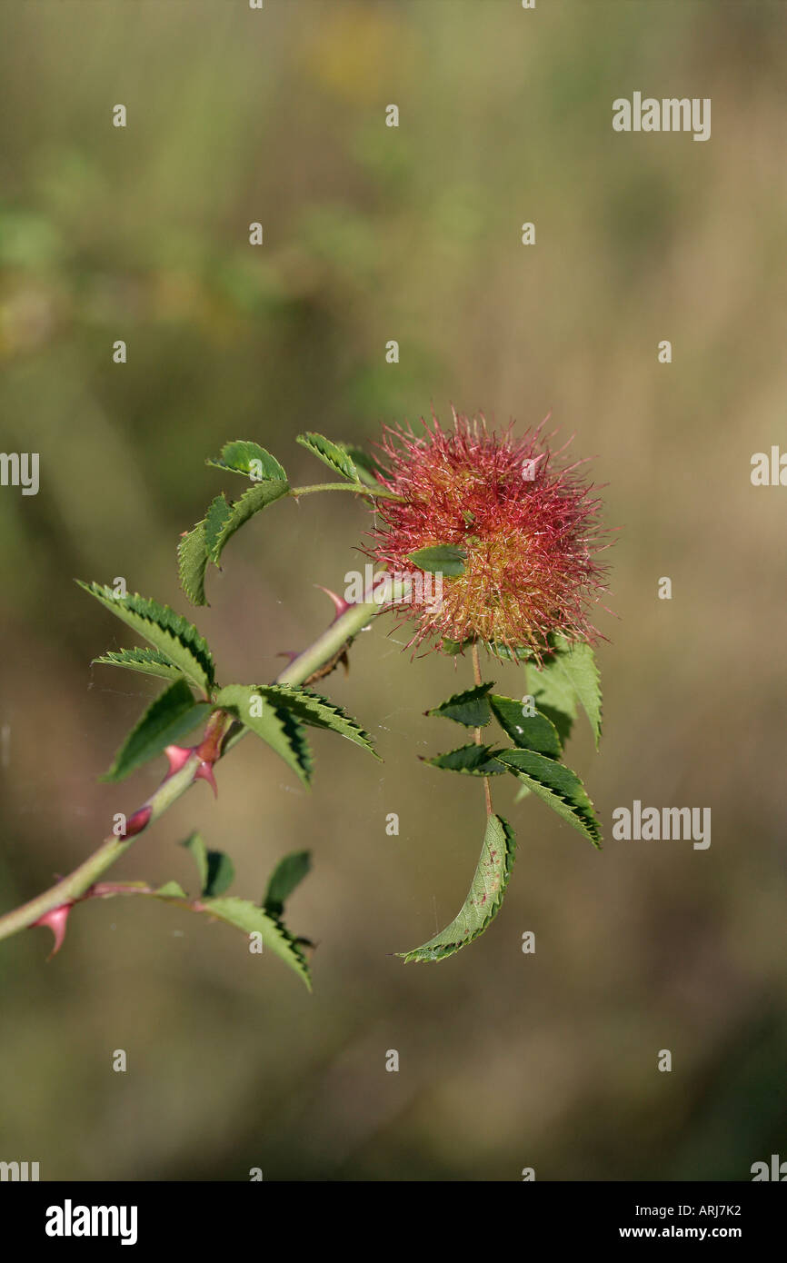 ROBINS PINCUSHION Made by gallwasp Diplolepis rosae Stock Photo Alamy