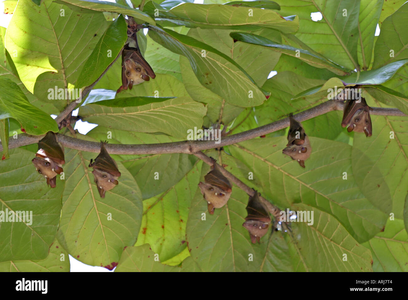 epauleted bats (Epomops spec.), hanging down a fig tree, Kenya Stock Photo