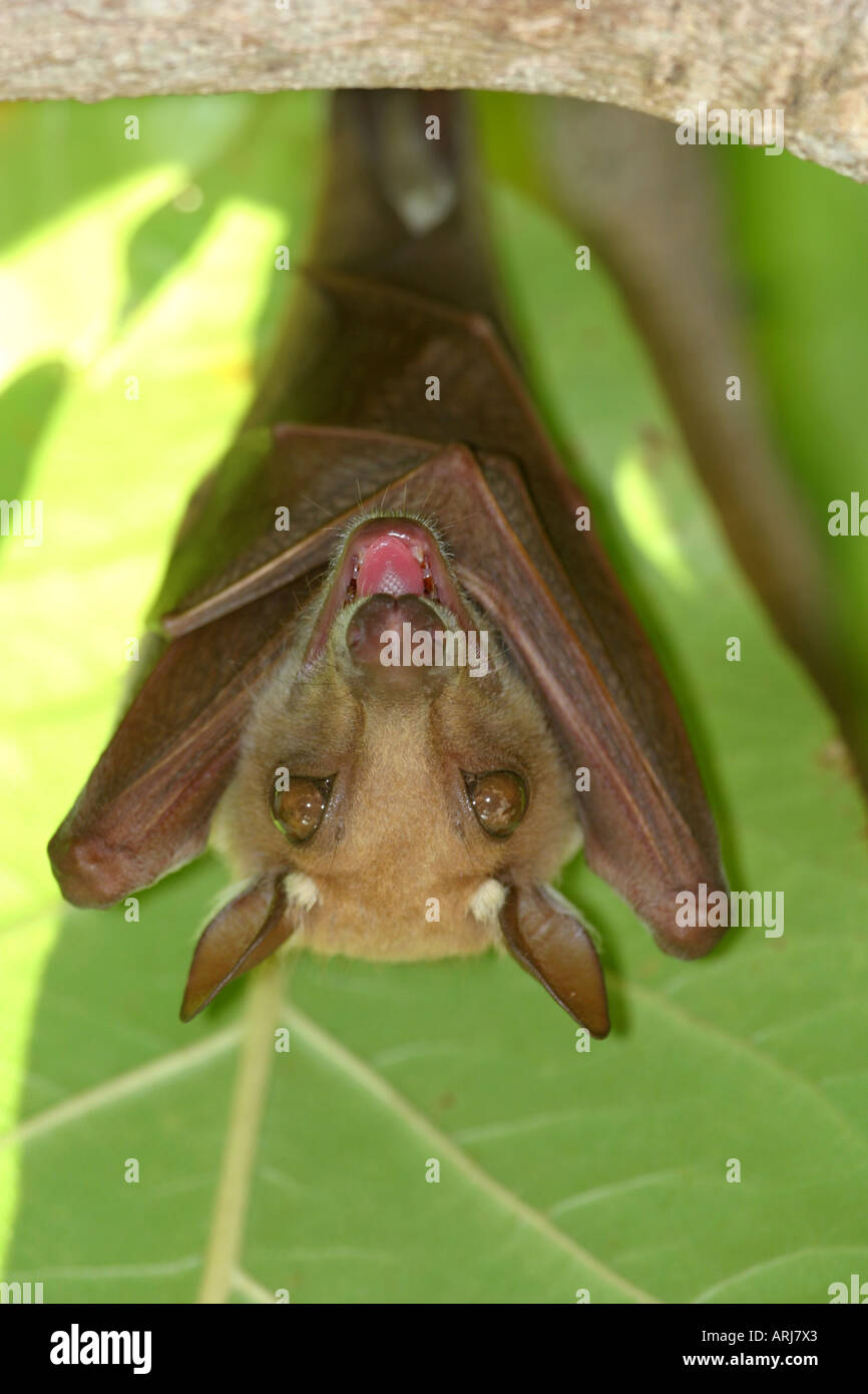 epauleted bats (Epomops spec.), hanging down a fig tree, Kenya Stock Photo