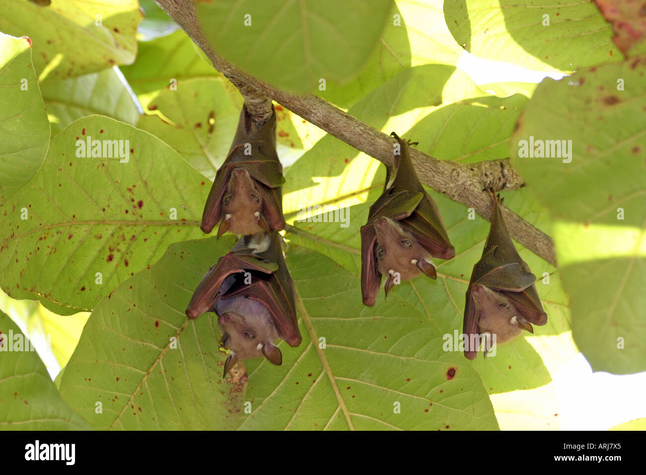 epauleted bats (Epomops spec.), hanging down a tree, Kenya Stock Photo