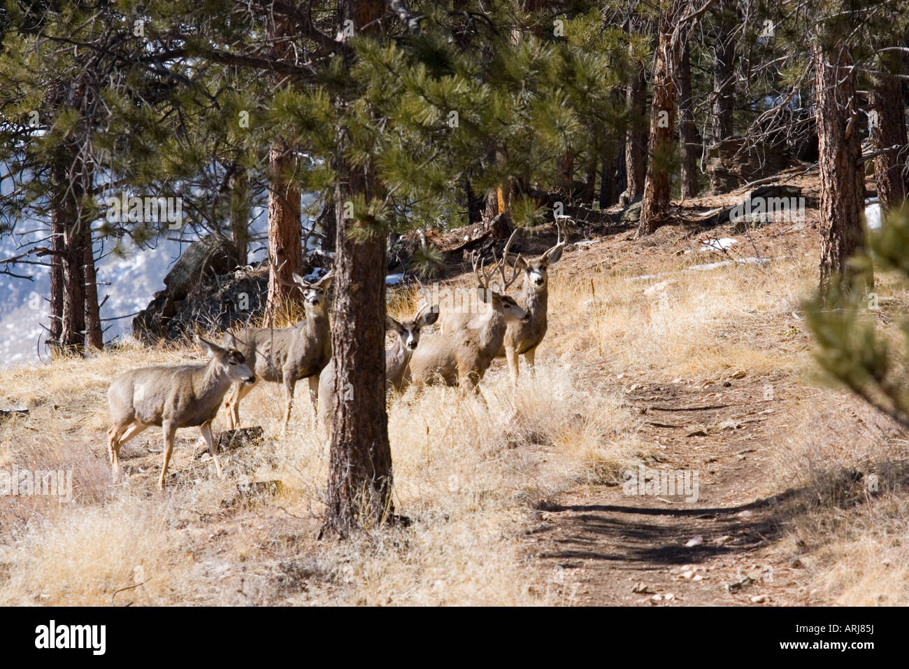 Mule deer in the Rocky Mountain Winter Stock Photo - Alamy