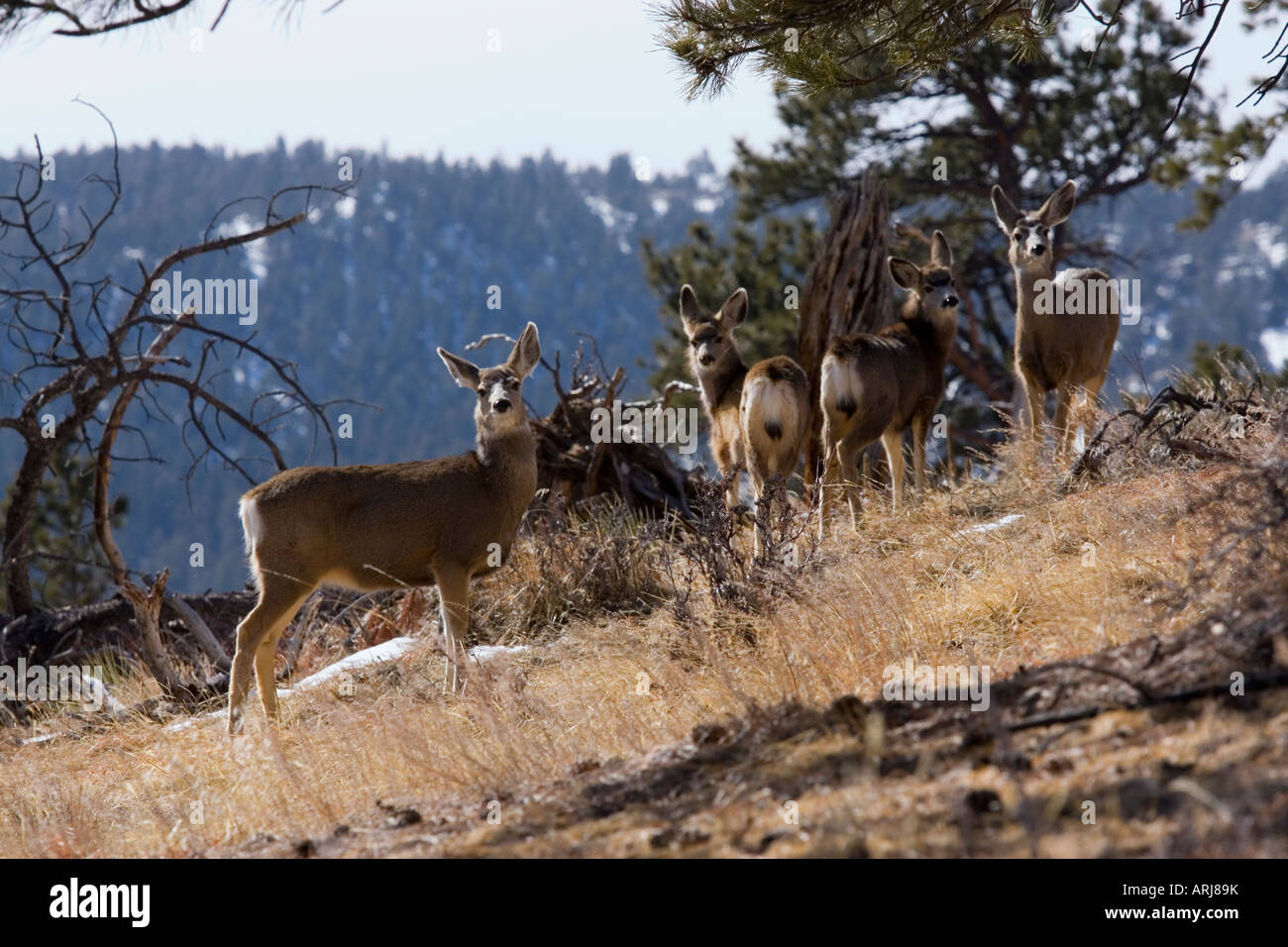 Mule deer in the Rocky Mountain Winter Stock Photo - Alamy