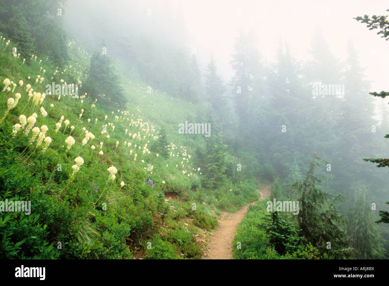 Olympic national park high divide