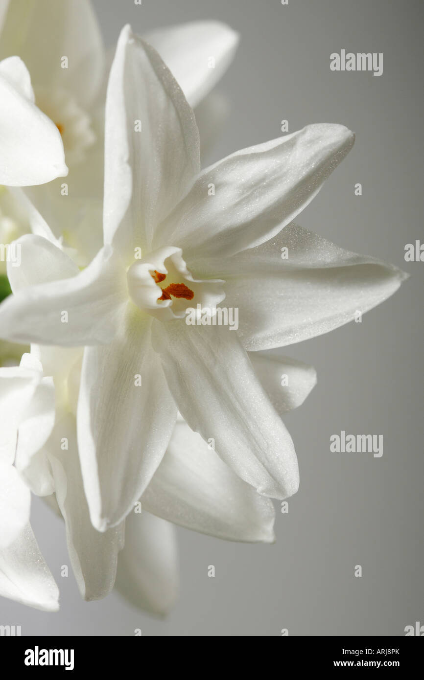 Closeup of white Narcissus Papyraceus Narcissi beautiful Spring a flower flowers floral white background nobody vertical ideas only all hi-res Stock Photo