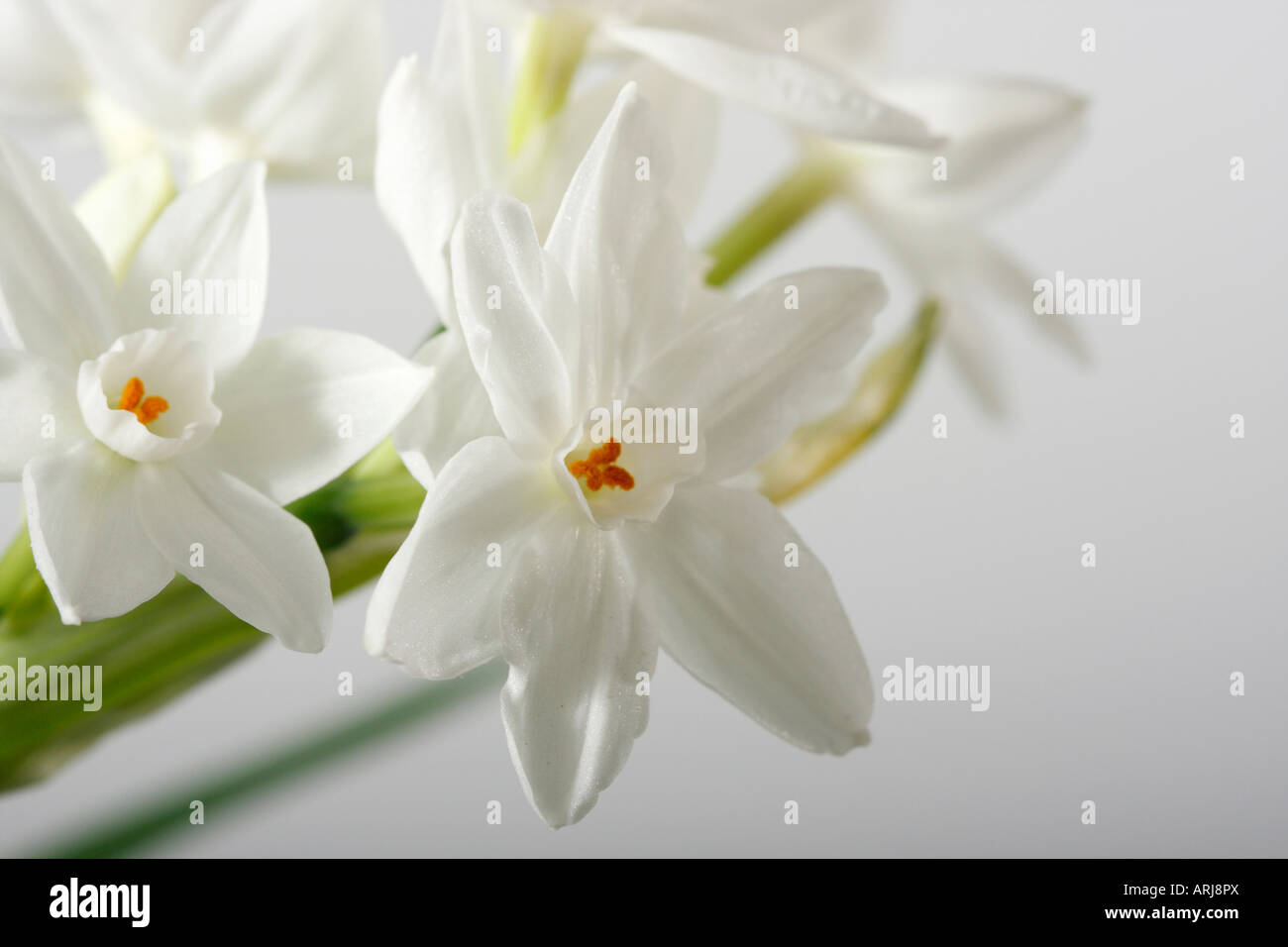 Closeup of white Narcissus Papyraceus Narcissi Spring a flower flowers floral bouquet nobody white blurred blurry background only all ideas hi-res Stock Photo