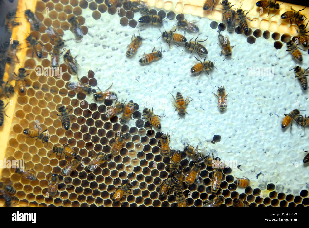 Michigan home grown honey bee products on display at the Michigan State
