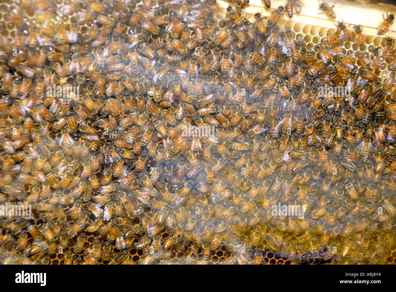 Michigan home grown honey bee products on display at the Michigan State