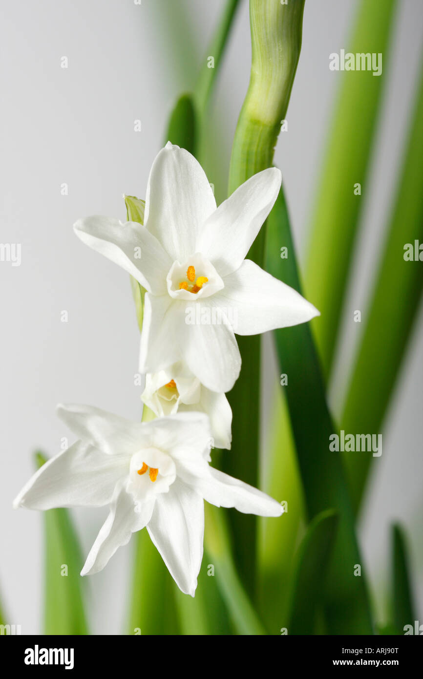 Closeup of white Narcissus Papyraceus Narcissi Spring flower all sma ll tall flowers floral blurred blurry background bouquet nobody vertical hi-res Stock Photo
