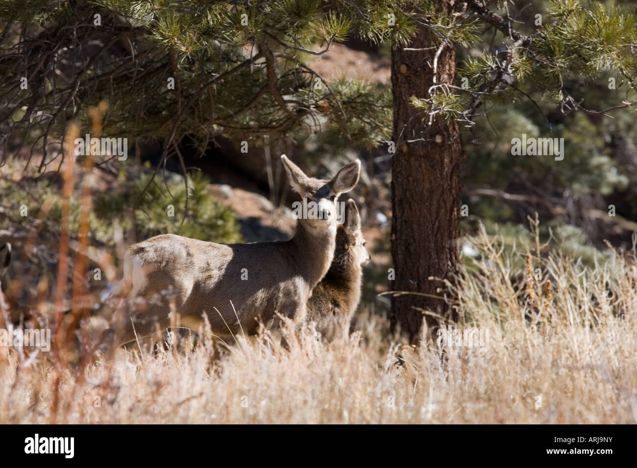 Mule deer in the Rocky Mountain Winter Stock Photo