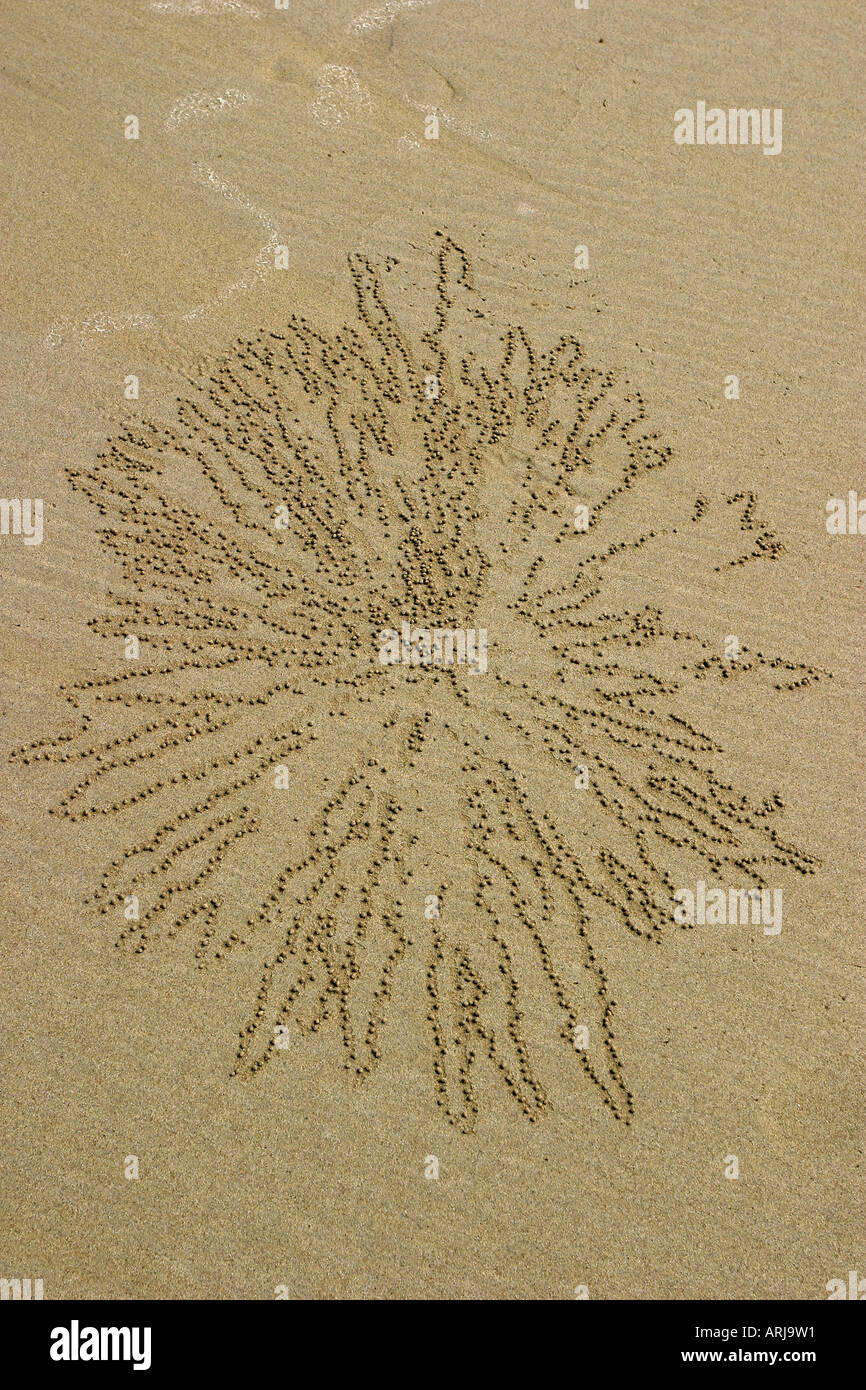 crab balls on the beach, Australia, Western Australia, Kimberley