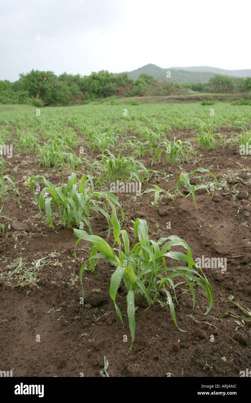 young millet plants on a field at rain, Sudan Stock Photo 9180635 Alamy